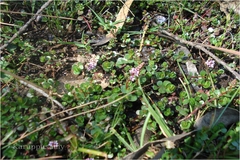 Rotala rotundifolia